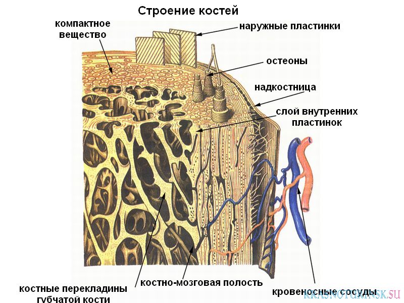 Российские учёные создали «цемент для костей»