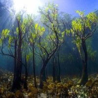 02. Молодые мангровые деревья под водой