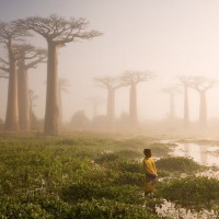 03. Баобабы острова Мадагаскар
