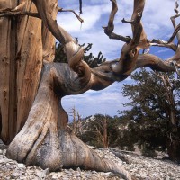 09. Бристлеконские сосны — самые старые деревья на планете