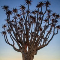 10. Колчанное дерево, Намибия