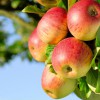 Яблоки продлевают жизнь и дают защиту от рака